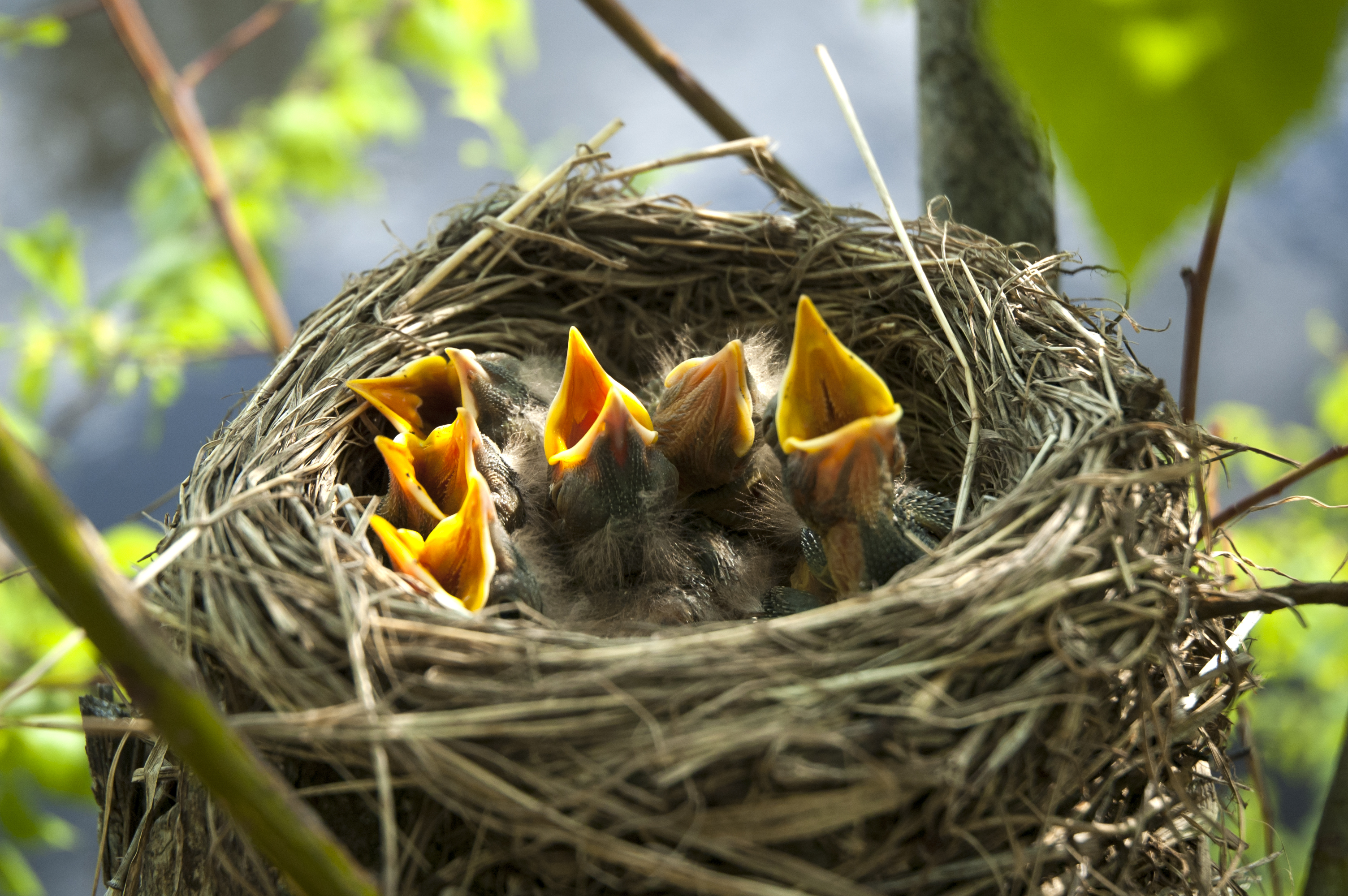 hungry nestlings
